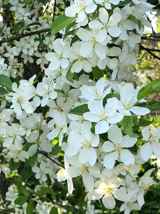 Bird Preferred Flowering Crabapple