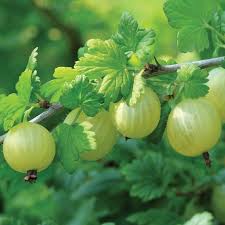 Invicta Green Gooseberry