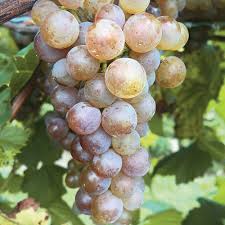 Itasca White Grape