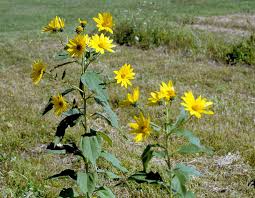 Jerusalem Artichoke