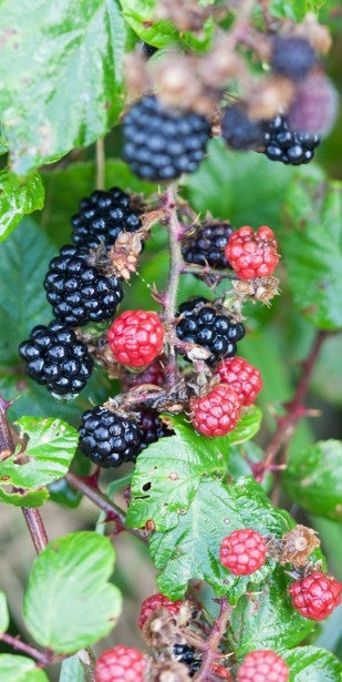 Super Hardy Blackberry