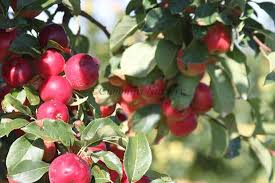 Kerr Tasty Crabapple