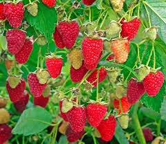 Killarney Red Raspberry