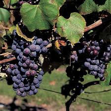 King of the North Grape