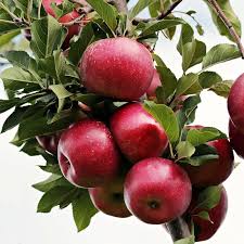 Liberty Semi-dwarf Apple