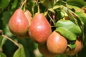 Luscious Pear