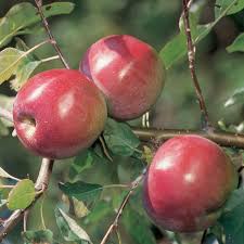 Macfree Apple