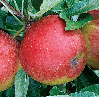 Macoun Apple