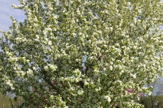 Spring Snow White Flowering Crab