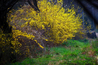 Meadowlark Forsythia