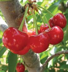 Mesabi Cherry