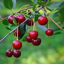 Meteor Cherry
