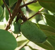 Pawpaw, Michigan Seedling