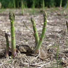 Millennium Asparagus
