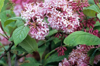 Miss Canada Pink Lilac