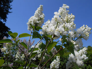 Miss Ellen Wilmott White Lilac
