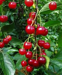 Montmorency Cherry