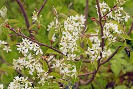 Juneberry/Serviceberry (Native)