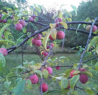 Native American Plum