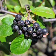 Native Aronia Berry