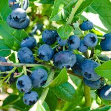 Northblue Lowbush blueberry