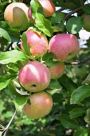 Northern Spy Apple