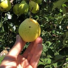 Nova Pear