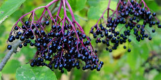 Nova elderberry