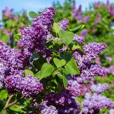 Old Fashioned Purple Lilac