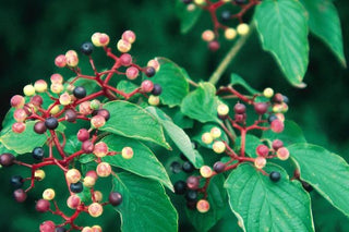 Pagoda Dogwood aka Alternate Leaved Dogwood