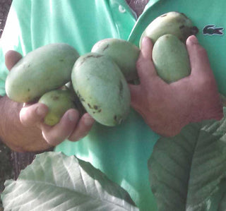 Pawpaw, "NC-1"