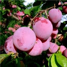 Pembina Plum