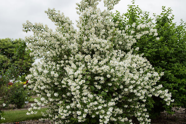 Mock Orange | Elmore Roots Nursery