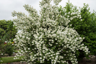 Blizzard Mock Orange