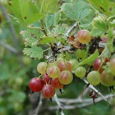 Pixwell Purple Gooseberry