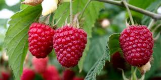 Polana Fall Bearing Red Raspberry
