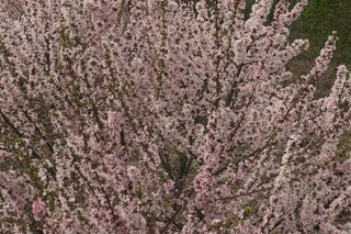 Bush Cherry, Nanking