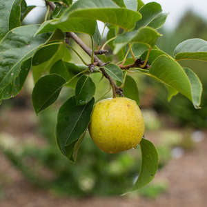 Greensboro Pear