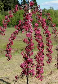 Red Cascade Flowering Crab (Weeping)