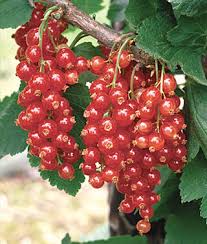 Red Lake Currant