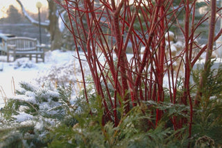 Red Stem Dogwood/ Red Osier Dogwood