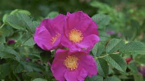 Rosa Rugosa Pink