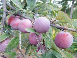 Sapalta Cherry Plum