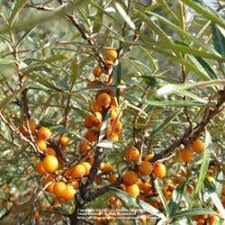 Seaberry Plants (female)