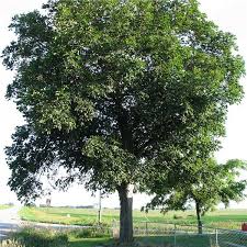 Shagbark Hickory Tree