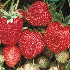 Albion Strawberry