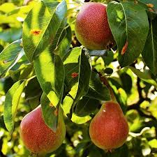 Summercrisp Pear