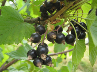 Super Hardy Black Currant