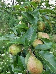 Super Hardy Pear