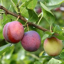 Super Hardy Plum